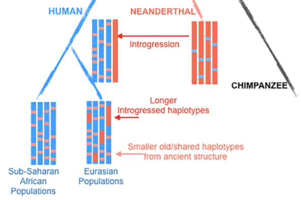 New review: Archaic hominin introgression into modern human genomes